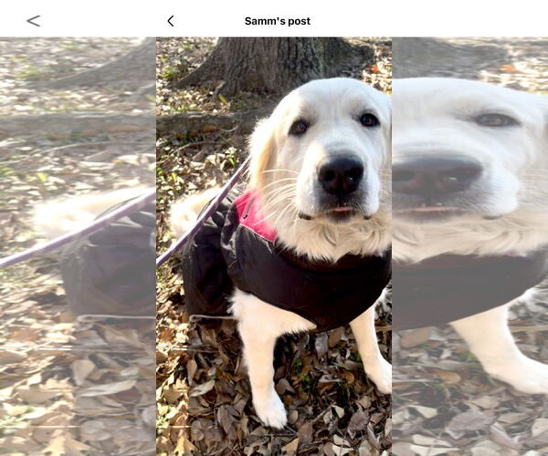 Medium Photo #6 Great Pyrenees Puppy For Sale in Spring, TX, USA