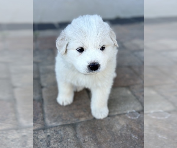 Medium Photo #1 Great Pyrenees Puppy For Sale in UMATILLA, FL, USA