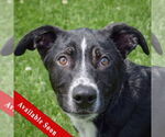 Small Border Collie Mix