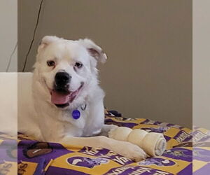 Great Pyrenees-Unknown Mix Dogs for adoption in Fargo, ND, USA