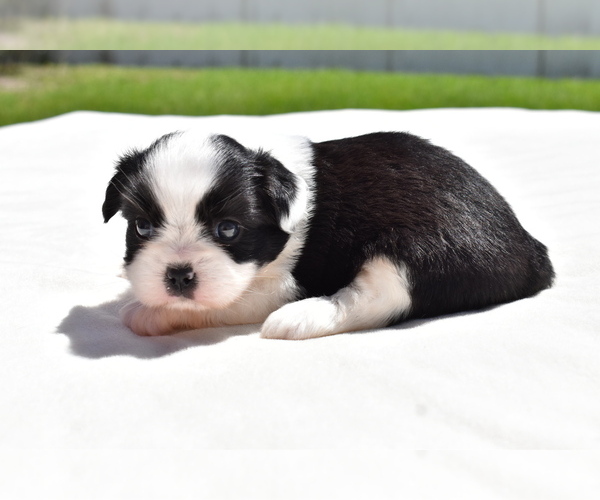 Medium Photo #2 Shih Aussie Puppy For Sale in PALM COAST, FL, USA