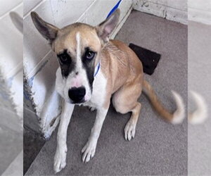 Boxer-German Shepherd Dog Mix Dogs for adoption in San Bernardino, CA, USA