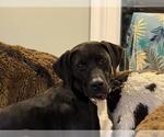 Small #8 Labrador Retriever Mix