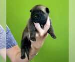 Puppy Cosmos Belgian Malinois