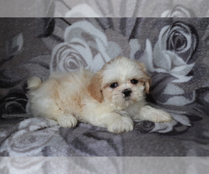 Shih Tzu Puppy for sale in SHILOH, OH, USA