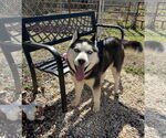 Small #2 Siberian Husky