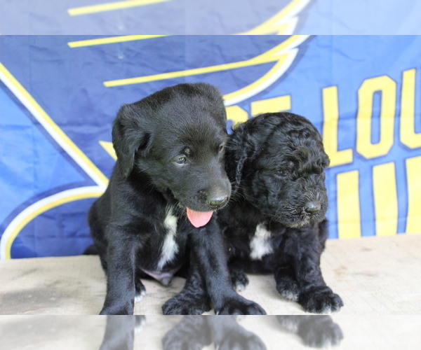 Medium Photo #4 Double Doodle Puppy For Sale in FREDERICKTOWN, MO, USA
