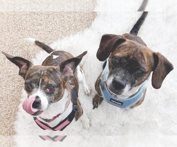 Medium Photo #2 Beagle-Unknown Mix Puppy For Sale in Rootstown, OH, USA