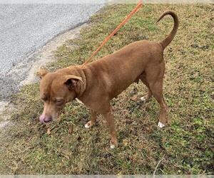 Staffordshire Bull Terrier Dogs for adoption in Houston, TX, USA