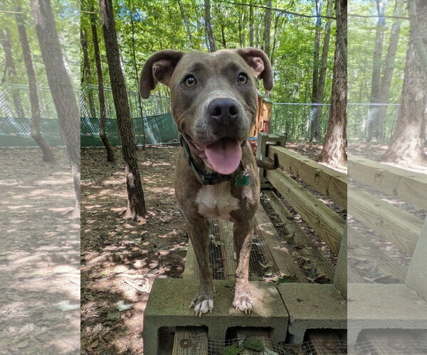 Medium Photo #1 Mutt Puppy For Sale in McCormick, SC, USA