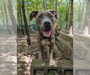 Mutt Dogs for adoption in McCormick, SC, USA