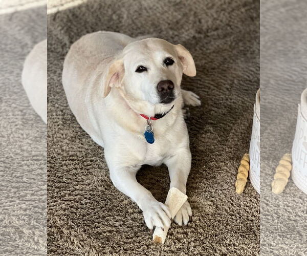 Medium Photo #3 Labrador Retriever Puppy For Sale in Warrington, PA, USA