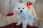 Small Photo #4 Pomeranian Puppy For Sale in HONEY BROOK, PA, USA