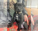 Small #14 Mutt