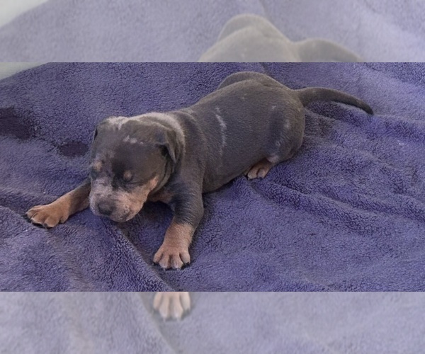 Medium Photo #6 American Bully Puppy For Sale in TRENTON, NJ, USA
