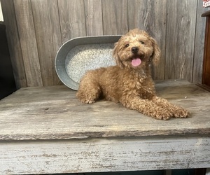Father of the ShihPoo puppies born on 01/02/2025