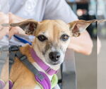 Small #3 Jack Russell Terrier Mix