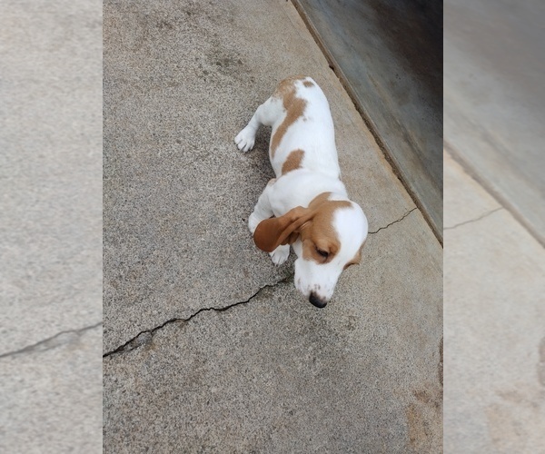 Medium Photo #1 Basset Hound Puppy For Sale in CANTON, GA, USA