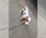 Small Basset Hound