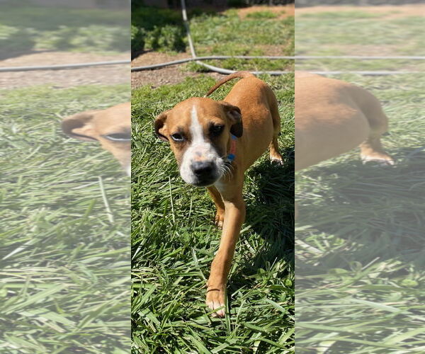 Medium Photo #7 Mutt Puppy For Sale in Pacolet, SC, USA