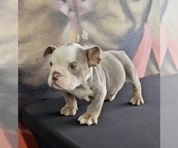 Medium Photo #13 English Bulldog Puppy For Sale in MIAMI, FL, USA