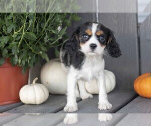 Medium Cavalier King Charles Spaniel