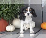 Puppy Lilly Cavalier King Charles Spaniel