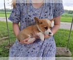 Small Photo #9 Pembroke Welsh Corgi Puppy For Sale in SHILOH, OH, USA