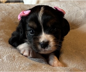 Aussalier Puppy for sale in PICAYUNE, MS, USA