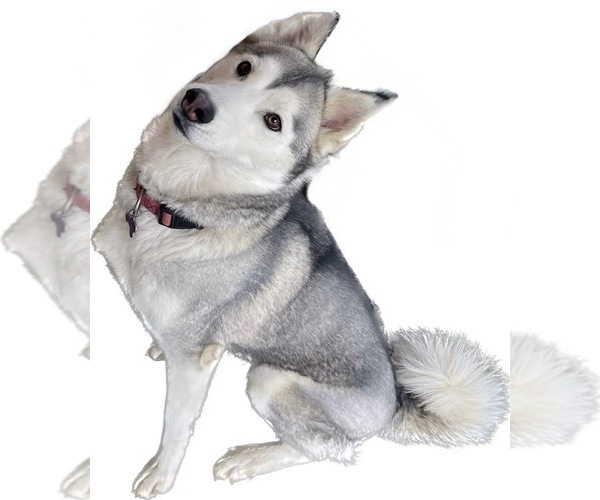 Medium Photo #1 Pomsky Puppy For Sale in VENUS, PA, USA