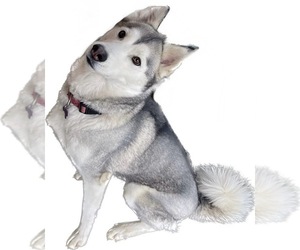 Mother of the Pomsky puppies born on 03/09/2026