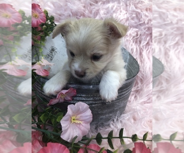 Medium Photo #3 Chihuahua Puppy For Sale in SHERMAN, TX, USA