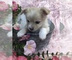 Small #2 Chihuahua
