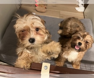 Maltese-Shorkie Tzu Mix Puppy for sale in NEW YORK, NY, USA