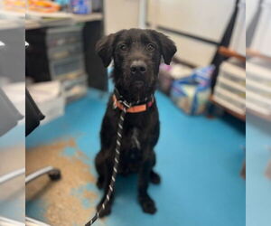 Medium Labrador Retriever Mix