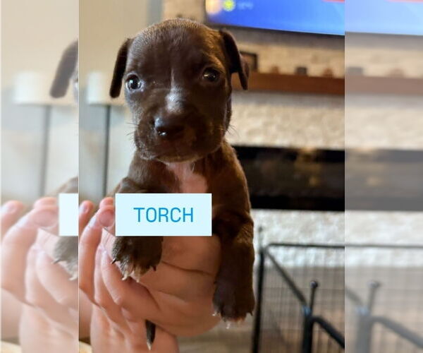 Medium Photo #3 American Staffordshire Terrier-Labrador Retriever Mix Puppy For Sale in Lakewood, CO, USA