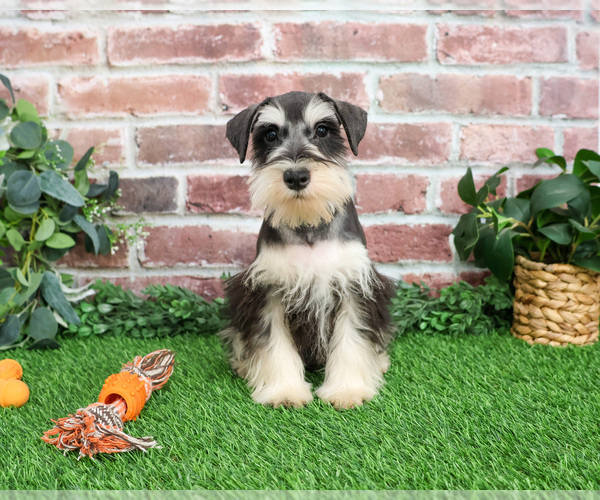 Medium Photo #5 Schnauzer (Miniature) Puppy For Sale in SYRACUSE, IN, USA
