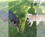 Small #2 Labrador Retriever Mix