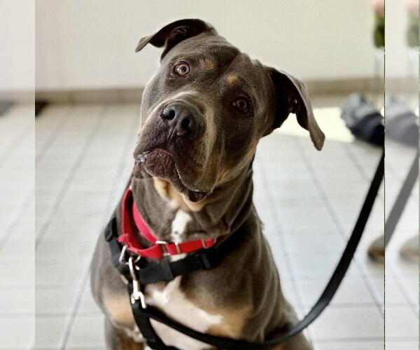 Medium Photo #12 Mutt Puppy For Sale in Canton, CT, USA