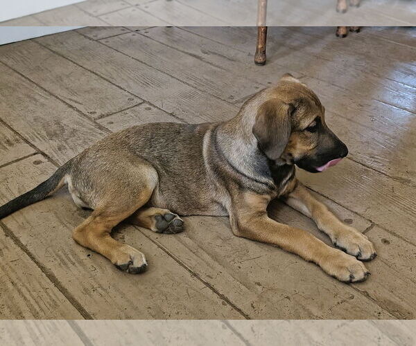 Medium Photo #8 Mutt Puppy For Sale in Fallbrook, CA, USA