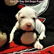 Small Photo #31 Dogo Argentino Puppy For Sale in PINEVILLE, MO, USA