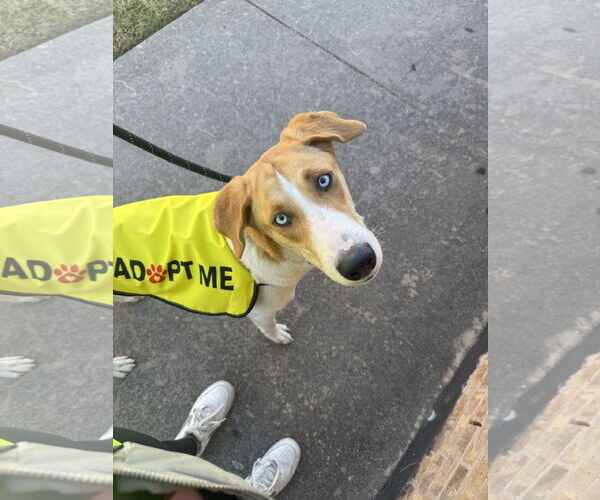 Medium Photo #2 Labsky Puppy For Sale in Rowlett, TX, USA