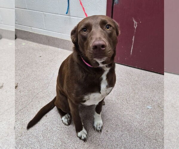 Medium Photo #2 Chocolate Labrador retriever-Unknown Mix Puppy For Sale in Canton, CT, USA