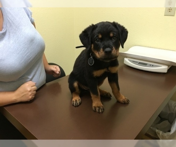 Medium Photo #7 Rottweiler Puppy For Sale in GARLAND, TX, USA