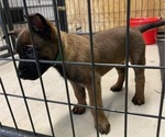 Small Photo #39 Belgian Malinois Puppy For Sale in LABADIE, MO, USA