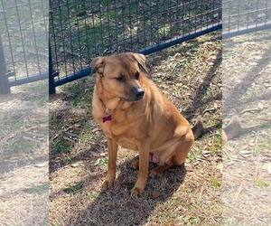 Roni - Female Rhodesian Ridgeback-Unknown Mix Dog for Adoption - Photo #2