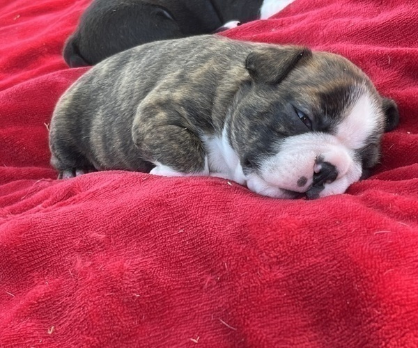 Medium Photo #1 Boston Terrier Puppy For Sale in BURLESON, TX, USA