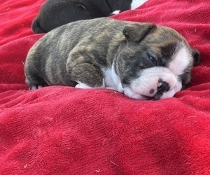 Boston Terrier Puppy for sale in BURLESON, TX, USA