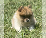 Small #1 Pomeranian