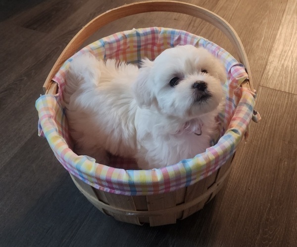 Medium Photo #2 Bichon Frise Puppy For Sale in NEWARK, DE, USA